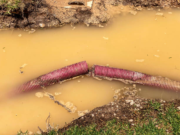 Best Flood restoration services  in Pacific, WA